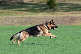 Du visar för närvarande Zoom-Träff 23/5 – Hundfotografering