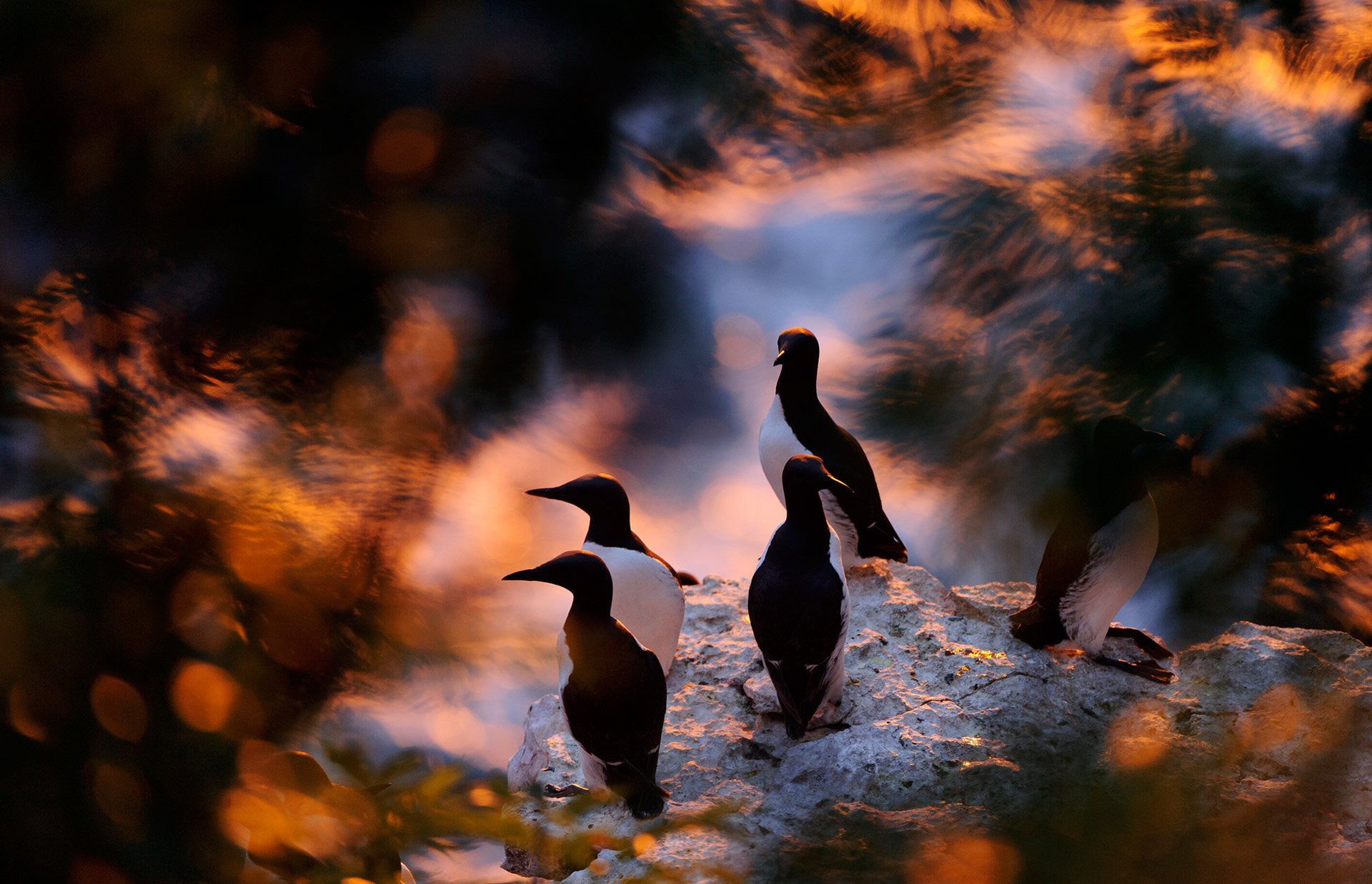 Läs mer om artikeln Årsmöte FK Zoom –