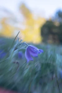 Läs mer om artikeln Klubbmöte 10 mars 18:30