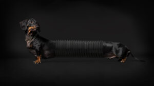 Läs mer om artikeln Resultat Månadens bild 2026